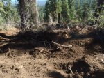 uprooted trees and disturbed soil due to logging on pct