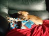dog sleeping on sofa in sun